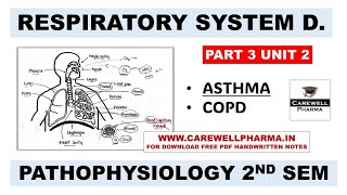 Unit 2  Asthma  COPD  Respiratory System  Part 3  Pathophysiology b pharm 2nd semester [upl. by Eda]