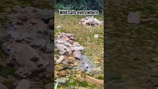 Wild cats everywhere wildcats catvideos beautifulcats cats viral [upl. by Nelle496]