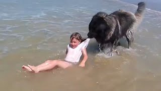 When Your Dog is Your Brave Guardian 😄 Funny Dog and Human Video 2024 [upl. by Cally617]