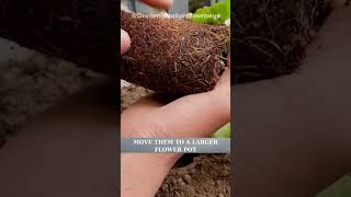 Grow Strawberries Fast on Your Balcony with These Simple Tips shorts garden strawberry seedling [upl. by Kendal]