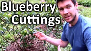 How to Root Blueberry Bushes from Cuttings  Propagating Softwood Cuttings of Blueberry Plants [upl. by Easlehc209]