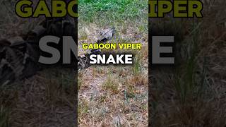 gaboon viper snake shorts [upl. by Ohcirej80]