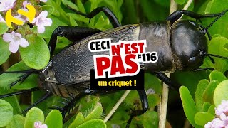 Ceci nest pas un criquet 116 [upl. by Gnous]