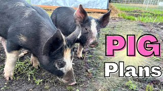 We Got Berkshire Pigs Our Pig Pen SetUp [upl. by Iz]