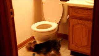 Cute Yorkie flips out at toilet ORIGINAL [upl. by Akitan]