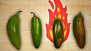 Why some jalapeños are SO much spicier than others [upl. by Ahtiekahs]