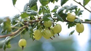 GOOSEBERRIES  HOW TO PLANT AND GROW THEM [upl. by Wasserman]