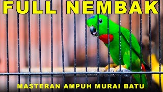 Burung Serindit Nembak Gacor Bikin Emosi Semua Burung serindit masteran birds [upl. by Lorin]