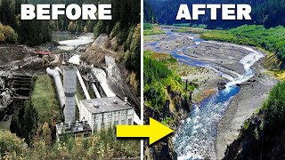 How The Largest Dam Removal Of All Time Brought An Entire Ecosystem Back From Extinction [upl. by Fawcette424]