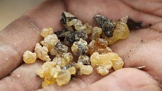 Why the 3 Wise Mens frankincense and myrrh gifts are valued to this day [upl. by Gerge]