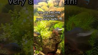 Tetra Feeding Frenzy Miller Moth Showdown 🐟💥 LiveFeeding Aquarium FishTank [upl. by Hufnagel]