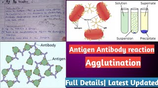 Antigen Antibody reactions  AgAb reaction Agglutination reaction [upl. by Duahsar]