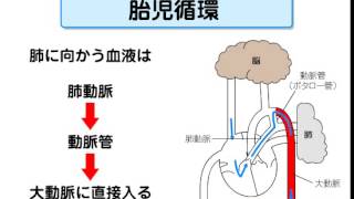 胎児の血液循環 [upl. by Calendra]