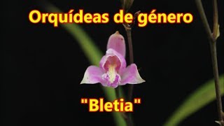 Orquídeas de género BLETIA [upl. by Zalucki]