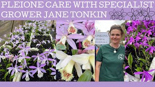 Pleione ground orchid care with specialist grower Jane Tonkin [upl. by Maitund]