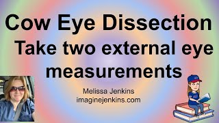 Cow Eye Dissection Part 3  Take two external eye measurements [upl. by Haimaj]