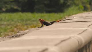 Lizards Doing Pushups in Nigeria [upl. by Ahsain563]