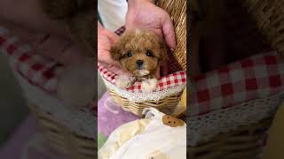 VELY DOG Party Maltipoo quotCurryquot💕 maltipoo maltipoo dogsvideo dogshorts dogshort cutebaby [upl. by Tnek]