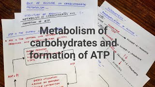 Metabolism of carbohydrates and formation of ATP part 1 med tutorials [upl. by Anom]