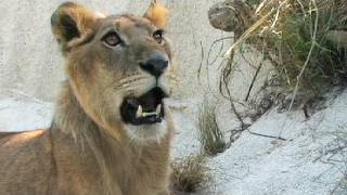 Lion vs Black Mamba 01 deadly venomous snake encounter with lion [upl. by Ahsiam]