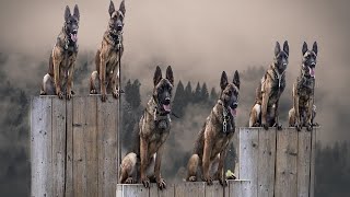 Belgian Malinois The Insane Superhero Dog [upl. by Haron758]