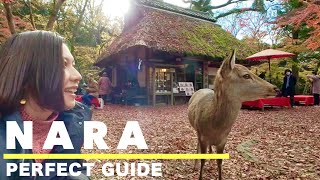 NARA🇯🇵 Top 7 things to do in Nara in Autumn🦌🍁 Day trip from Kyoto🚃 Japan travel vlog [upl. by Anitrebla]