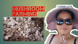 Volva mushroom farming [upl. by Block]