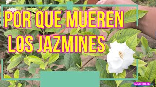 POR QUE MUEREN LOS JAZMINES Y LAS GARDENIAS  COMO SALVAR JAZMINES [upl. by Rowley]