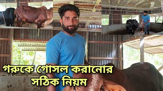 গরুকে গোসল করানোর সঠিক নিয়ম The correct rules for bathing a cow Village Agro [upl. by Honna]