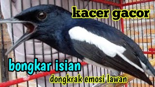 KACER BIKIN LAWAN EMOSI [upl. by Alviani838]