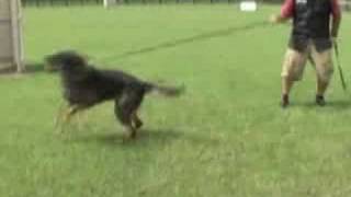 Iron Dog Schutzhund Club  Magnus [upl. by Wilone]