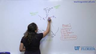 Chymotrypsin Mechanism [upl. by Aplihs]