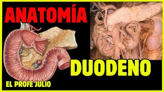 💪 ANATOMÍA del DUODENO  ¡LA MEJOR EXPLICACIÓN [upl. by Leirda]