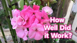 Overwintered Geraniums update  which method worked best [upl. by Cence294]