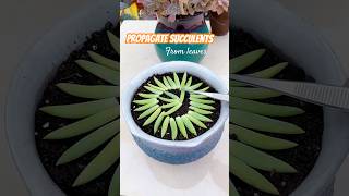 How to Care for Succulents  Tips for Growing Succulents [upl. by Bethanne]