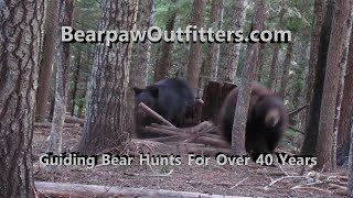 Bearpaw Outfitters Idaho Bear Hunts [upl. by Barclay]