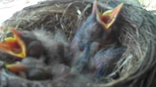 Baby Backyard Robins    birds in the nest and grown up out of the nest [upl. by Emelyne707]