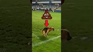 Funny Dog Plays in Professional Football football soccer sports shorts animals dog [upl. by Aisiram]