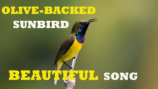 OLIVEBACKED SUNBIRD IN BEAUTIFUL SONG CEBU PHILIPPINES [upl. by Yendahc316]