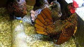 GOLD SEBRIGHT BANTAMS FROM CHESHIRE POULTRY [upl. by Schaab105]