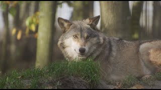 wolf video wallpaper  grey wolf wallpaper [upl. by Ibrik]