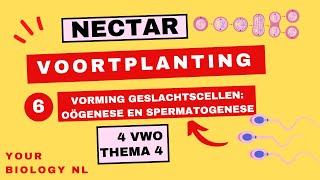 4 vwo  Voortplanting  6  Vorming geslachtscellen oögenese en spermatogenese [upl. by Ecerehs]