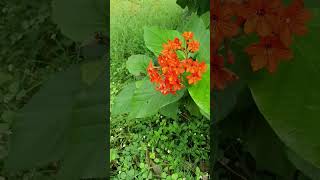 Cordia sebestena is a shrubby flowering tree in the family Boraginaceae [upl. by Hairam]