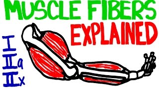 Muscle Fibers Explained  Muscle Contraction and Muscle Fiber Anatomy [upl. by Anerahs690]