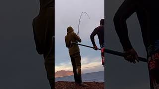 albacore shorejigging in algeria [upl. by Norred910]