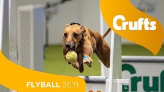 Flyball  Team Final  Crufts 2019 [upl. by Nnylirej]