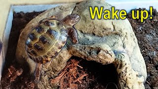 Russian tortoise waking up from 3 months hibernation in the fridge [upl. by Ennyletak]