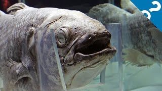 5 Bizarre Facts About the Coelacanth  What the Stuff [upl. by Adnocahs]