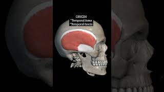 Temporalis muscle with origin insertion Nerve supply actions anatomy 3danatomy mbbs head muscle [upl. by Ave]