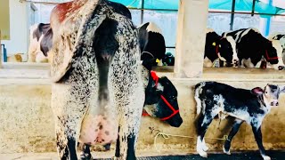 🏆GIRLANDO Cow Breed🥇Behind BRAZIL’S High Milk Production For Sale🔥ksdairyfarm 8194844494🤙🏻punjab👌 [upl. by Eddina424]